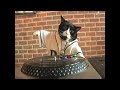[動物]ノリノリでかっこいい猫DJ♪のサムネイル2