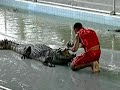 Discover Asia - Things NOT To Do With A Crocodile - Pattaya