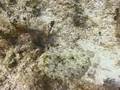 Caribbean Fish Identification : Fish Identification: Peacock Flounder