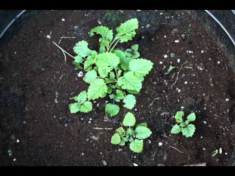 how to grow lemon balm