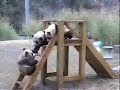 ????????? Giant Panda,The Impregnable Fort