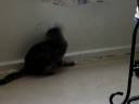 Cat & Mouse games Cat & Mouse games