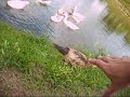 Patinhos Patinhos