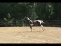 videos de Homozygous Tobiano 2007 Filly by Sempatico for sale