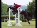 drezura, parkur, military..dressage, showjumpind and cross-country horses racing