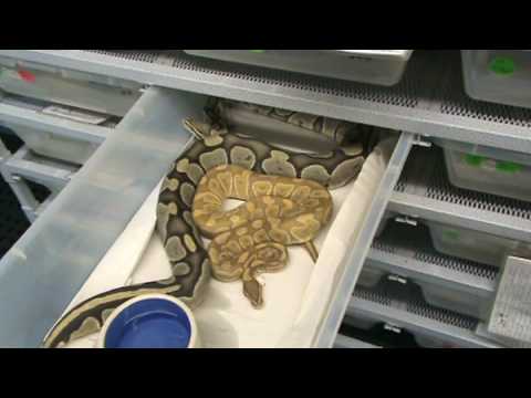 how to properly breed a ball python
