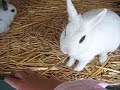 3 witte van hotot 3 witte van hotot