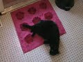 cat flips