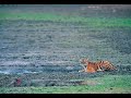 crocodiles adventures  tiger vs croc snake vs crocodileetc
