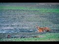 crocodiles adventures  tiger vs croc snake vs crocodileetc