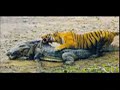 crocodiles adventures  tiger vs croc snake vs crocodileetc