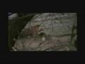 Crocodiles Adventures. Tiger vs Croc, Snake vs Crocodile,etc