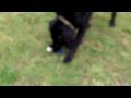 Flat-Coat Retriever and Lowland Sheep dog Merry & Twigg