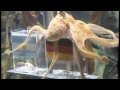 Paul The Octopus - song by Parry Gripp