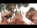 black-wolf.html