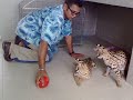 Serval kittens playing