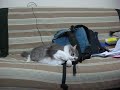 cat and a backpack cat and a backpack
