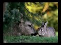 HUGH HEFNER'S WORLD RENOWNED PLAYBOY MANSION & GROTTO ... Exotic Enchanting Environments