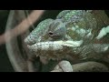 Philadelphia Zoo Panther Chameleon Eyes (re-upload to play in HD)