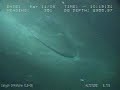 Baleia Whale