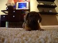 Chico en la alfombra...