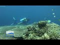 Scuba Diving at Tongo Marine Park in Moalboal with Savedra Dive Center