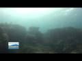 videos de Scuba Diving at Tongo Marine Park in Moalboal with Savedra Dive Center