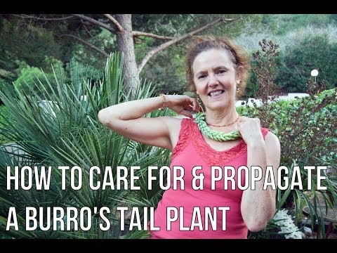 how to transplant burro's tail