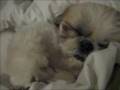 Shih Tzu video