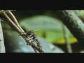 videos de Kernkeule