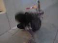 videos de Scooter Fall