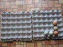 Olympic Egg Cheer
