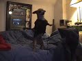 Talking chihuahua - curses like a sailer!!!