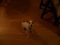 Franky the Dog Dancing