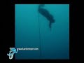 Karol Meyer - Lastro Constante - 65m - Lago Azul