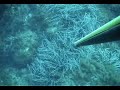 Sarago in tana Marco Dada Pesca Apnea