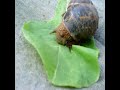 Snail breakfast Snail breakfast