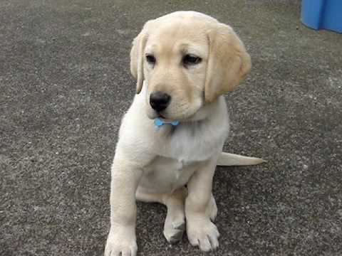 Shelby – Cutest Yellow Lab Puppy Tastes Itself!