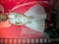 videos de madame tussauds Amsterdam