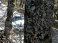 videos de Shallymar TC7  Porshe 911gt3.AVI