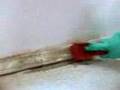 How to get rid of mold, video