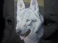 animali.avi