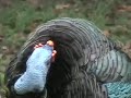 Ocellated Turkeys of Tikal