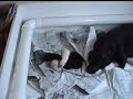 3 Day old lab pups