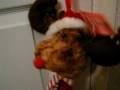videos de Jiggling Shaking Musical Singing Reindeer