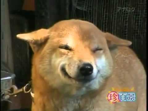 Rie - Video de animales del portal de preguntas y respuestas sobre mascotas Wikianimales.com.