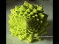 Fibonacci Numbers