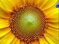 Fibonacci Numbers