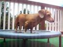 My Dachshund Copper