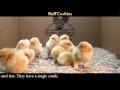 Video: Buff Cochin Baby Chicks